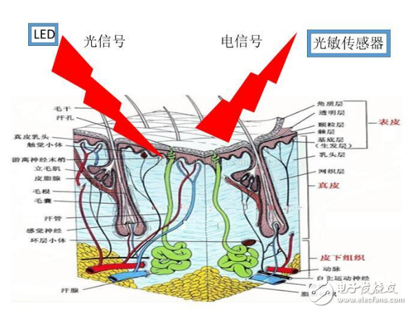 為什么通過LED燈發(fā)光就能測量心率