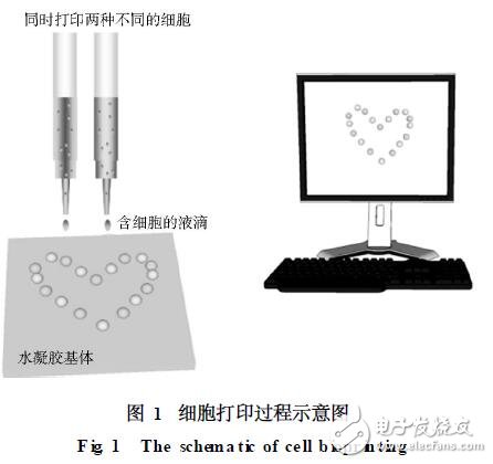 細胞打印技術的開發及應用