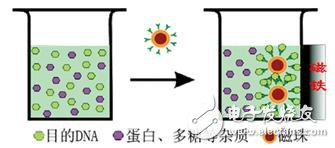 什么是生物磁珠_磁珠法提取DNA簡介