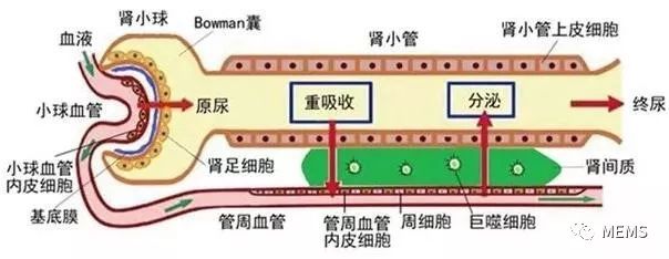 器官芯片最終取代動物實驗進行新藥開發邁出了堅實的一步